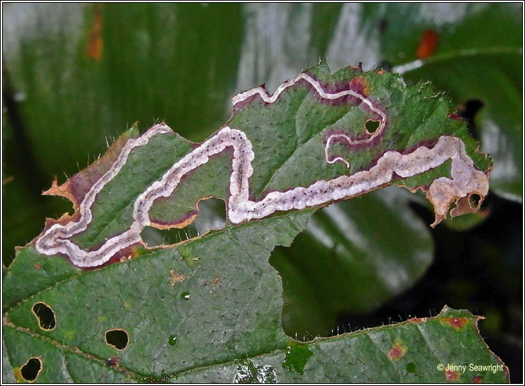 Stigmella aurella