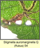 Stigmella auromarginella Q (leaf mine)