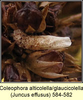 Coleophora  alticolella/glaucicolella (case)