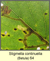 Stigmella continuella (leaf mine)
