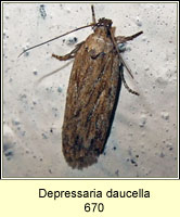 Depressaria daucella
