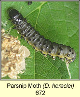 Parsnip Moth, Depressaria radiella