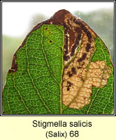 Stigmella salicis (leaf mine)