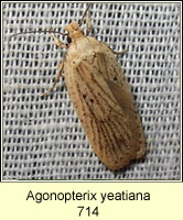 Agonopterix yeatiana