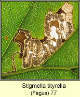 Stigmella tityrella (leaf mine)