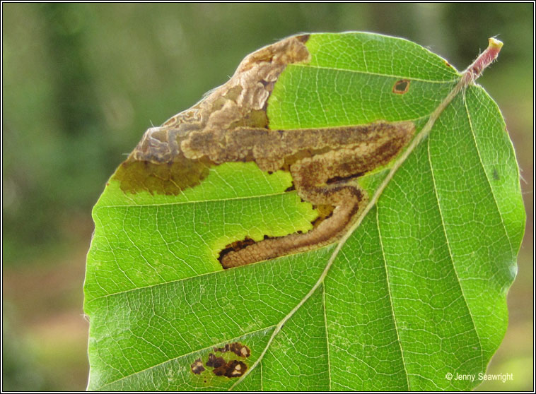 Stigmella hemargyrella