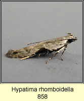Hypatima rhomboidella