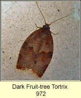 Dark Fruit-tree Tortrix, Pandemis heparana