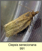Clepsis senecionana