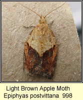 Light Brown Apple Moth, Epiphyas postvittana