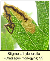 Stigmella hybnerella (leaf mine)
