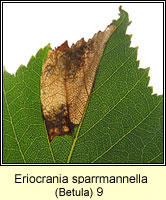 Eriocrania sparrmannella