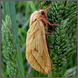 Ghost Moth, Hepialus humuli