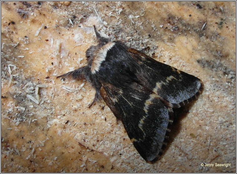 December Moth, Poecilocampa populi