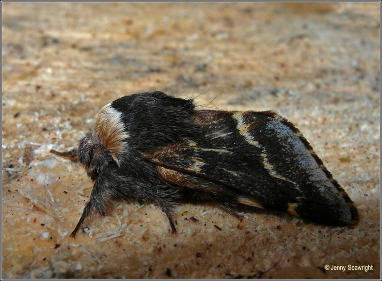 December Moth, Poecilocampa populi