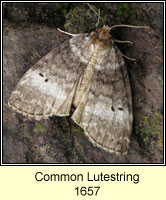 Common Lutestring, Ochropacha duplaris