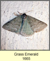 Grass Emerald, Pseudoterpna pruinata