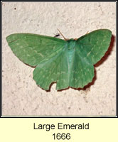 Large Emerald, Geometra papilionaria