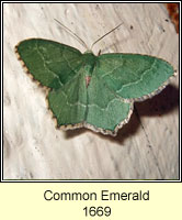 Common Emerald, Hemithea aestivaria