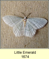 Little Emerald, Jodis lactearia