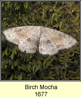 Birch Mocha, Cyclophora albipunctata