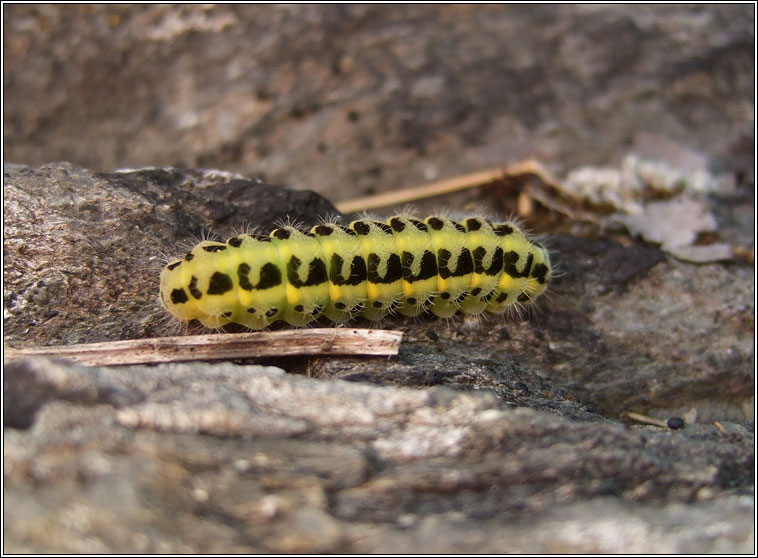 Six-spot Burnet, Zygaena filipendulae (caterpillar)