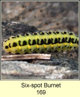 Six-spot Burnet, Zygaena filipendulae