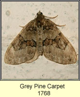 Grey Pine Carpet, Thera obeliscata