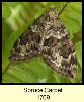 Spruce Carpet, Therea britannica