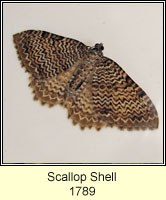 Scallop Shell, Rheumaptera undulata