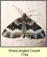 Sharp-angled Carpet, Euphyia unangulata