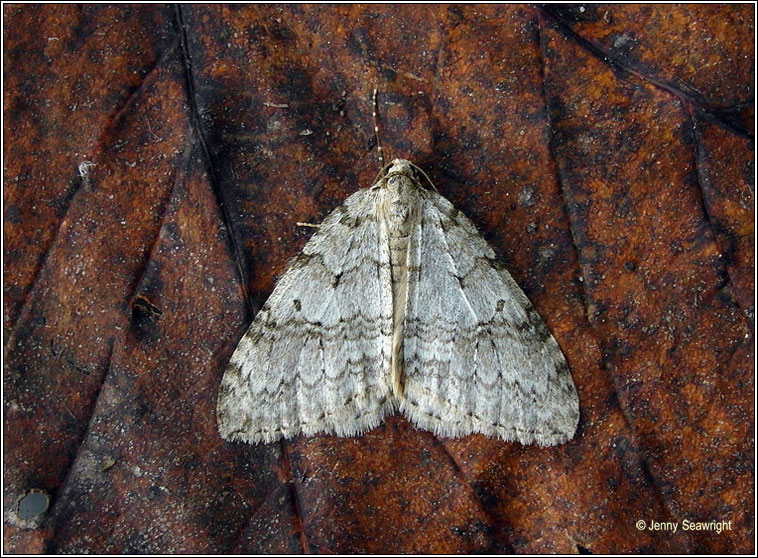 November Moth agg, Epirrita dilutata agg