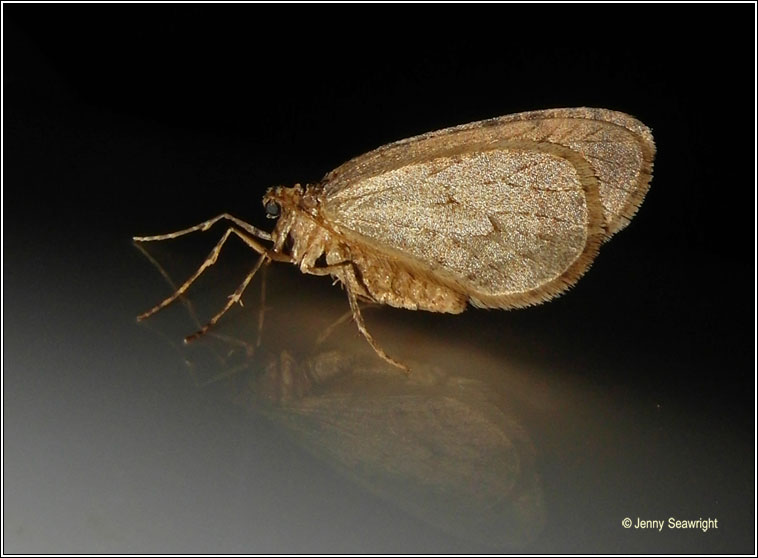 Winter Moth, Operophtera brumata