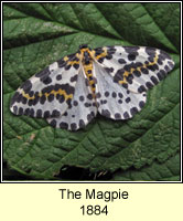 The Magpie, Abraxas grossulariata