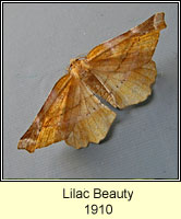 Lilac Beauty, Apeira syringaria