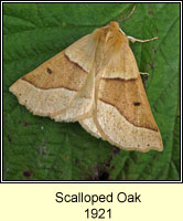Scalloped Oak, Crocallis elinguaria