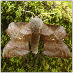 Poplar Hawk-moth, Laothoe populi