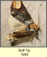 Buff Tip, Phalera bucephala