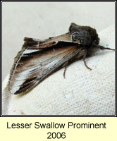 Lesser Swallow Prominent, Pheosia gnoma
