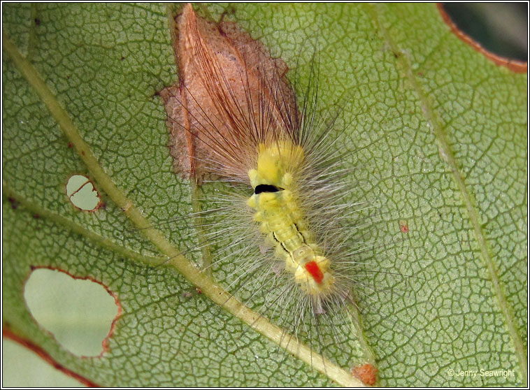 Pale Tussock, Calliteara pudibunda, caterpillar