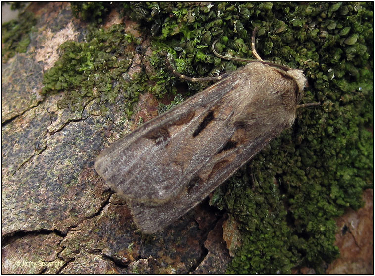 Heart and Dart, Agrotis exclamationis