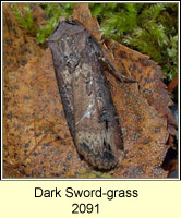 Dark Sword-grass, Agrotis ipsilon
