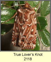 True Lover's Knot, Lycophotia porphyrea