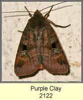 Purple Clay, Diarsia brunnea