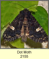 Dot Moth, Melanchra persicariae