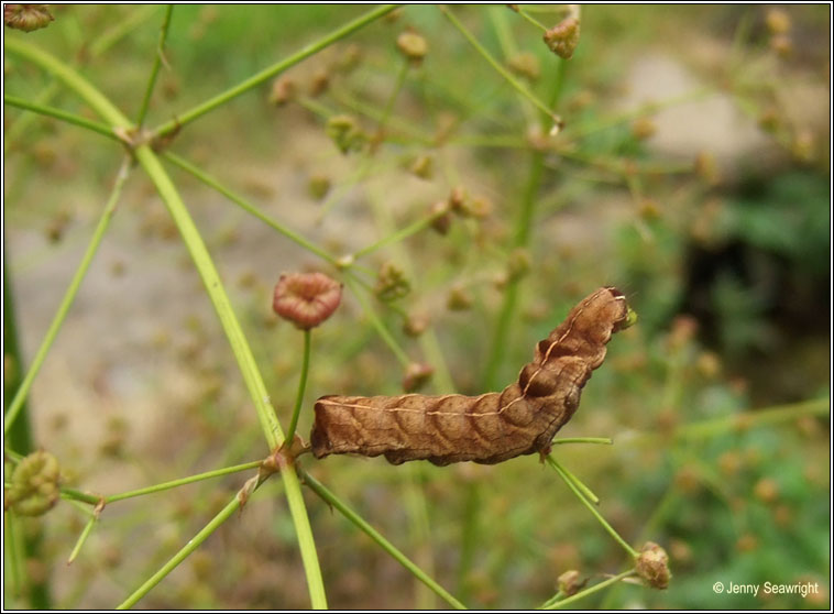 Dot Moth, Melanchra persicariae, caterpillar