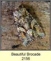 Beautiful Brocade, Lacanobia contigua