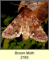 Broom Moth, Melanchra pisi
