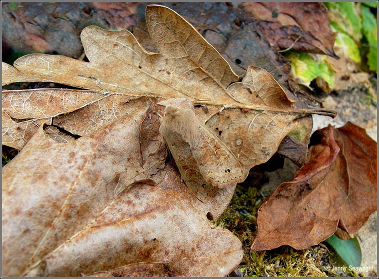 Twin-spotted Quaker, Orthosia munda