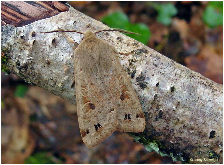 Twin-spotted Quaker, Orthosia munda